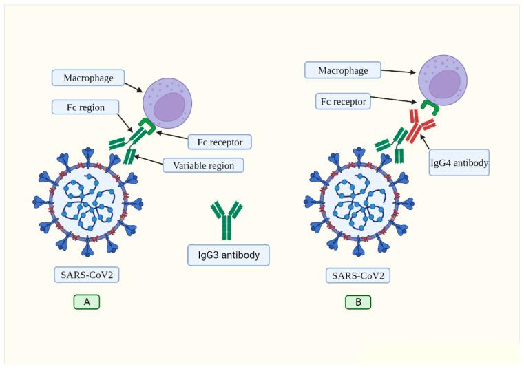 https://cdn.ncbi.nlm.nih.gov/pmc/blobs/6480/10526126/d855b0bd5573/biomolecules-13-01338-g002.jpg