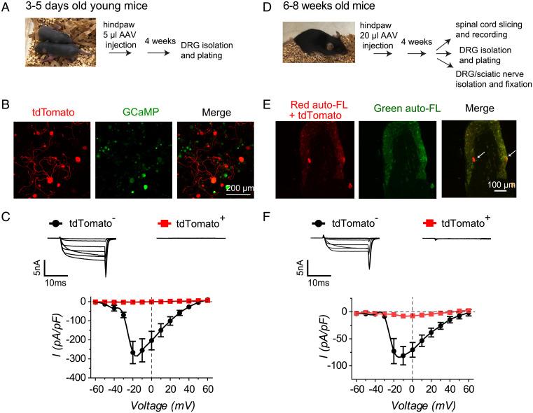 https://cdn.ncbi.nlm.nih.gov/pmc/blobs/64ac/9171802/6366fbf92028/pnas.2118129119fig02.jpg