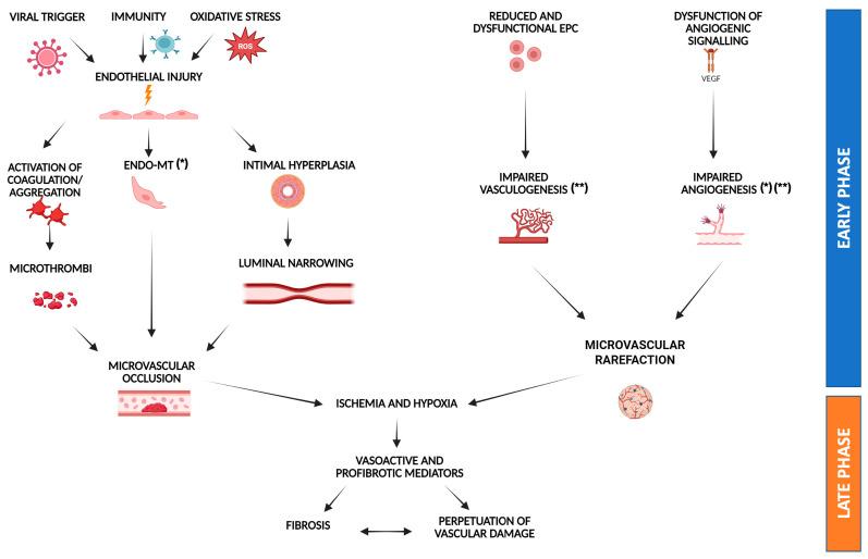 https://cdn.ncbi.nlm.nih.gov/pmc/blobs/64c3/12292601/5cf0fb2271dd/biomedicines-13-01771-g001.jpg
