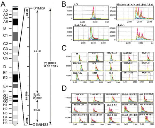 https://cdn.ncbi.nlm.nih.gov/pmc/blobs/6527/1867825/7bb393310fc6/1471-2156-8-16-2.jpg