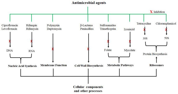 https://cdn.ncbi.nlm.nih.gov/pmc/blobs/659e/8620809/dd625e2d63c3/pharmaceutics-13-01795-g001.jpg