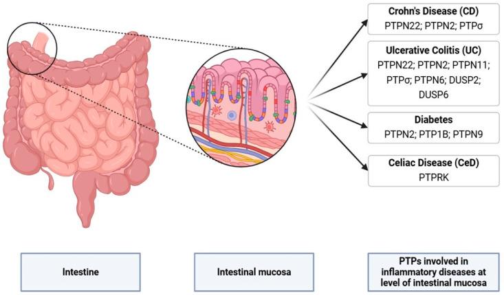 https://cdn.ncbi.nlm.nih.gov/pmc/blobs/65e0/11640621/08f14be37236/cells-13-01981-g002.jpg