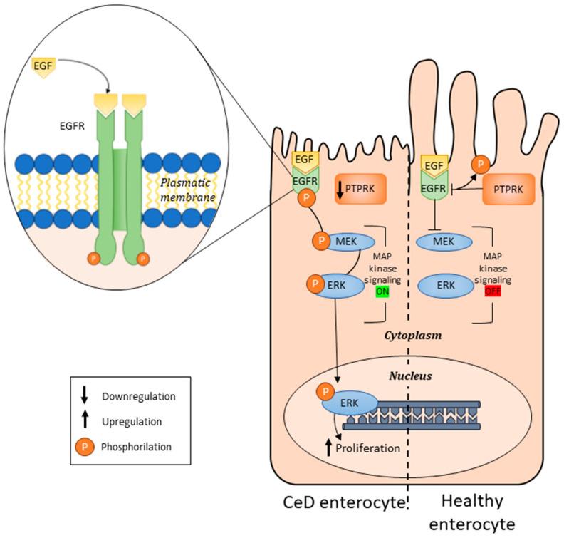 https://cdn.ncbi.nlm.nih.gov/pmc/blobs/65e0/11640621/ca38273e4d84/cells-13-01981-g003.jpg