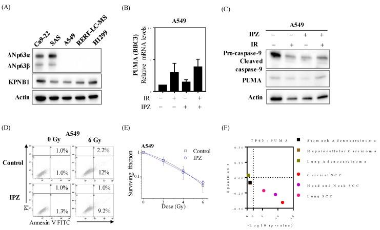 https://cdn.ncbi.nlm.nih.gov/pmc/blobs/6607/7226044/7c01b9cc6097/cancers-12-00908-g004.jpg