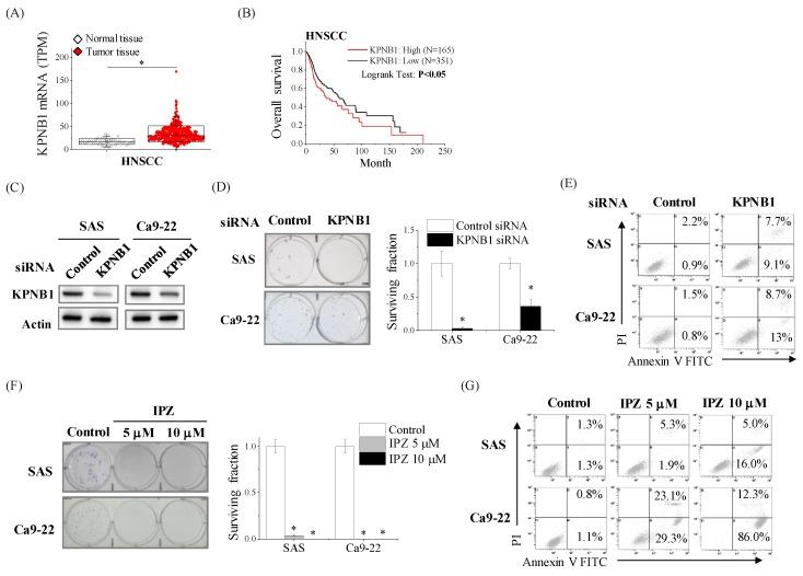https://cdn.ncbi.nlm.nih.gov/pmc/blobs/6607/7226044/b2c4e763c08f/cancers-12-00908-g001.jpg