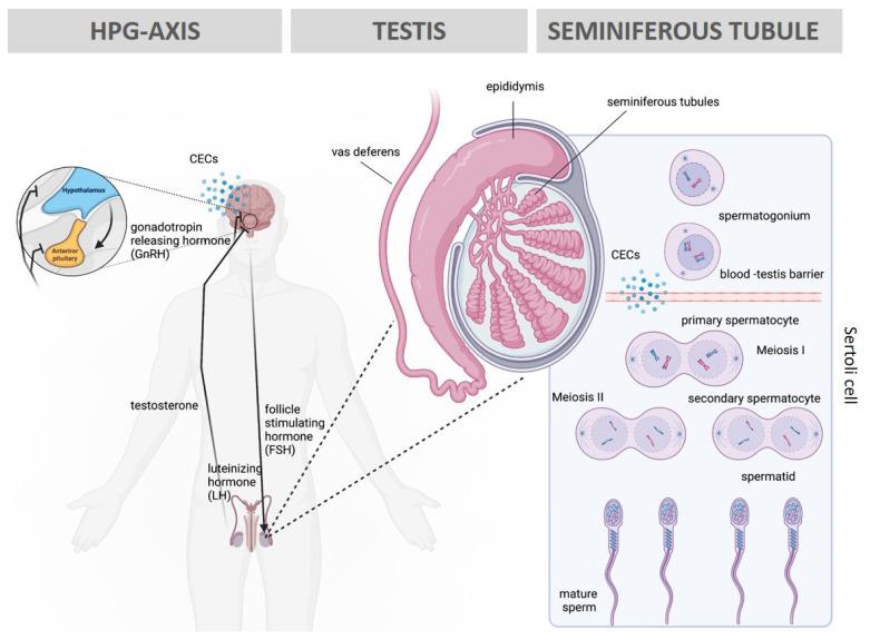 https://cdn.ncbi.nlm.nih.gov/pmc/blobs/661f/10141735/48fff1ee7a62/toxics-11-00330-g002.jpg
