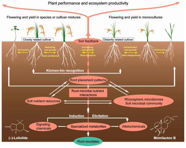 https://cdn.ncbi.nlm.nih.gov/pmc/blobs/666c/10934397/b32b4ce61216/plants-13-00626-g002.jpg