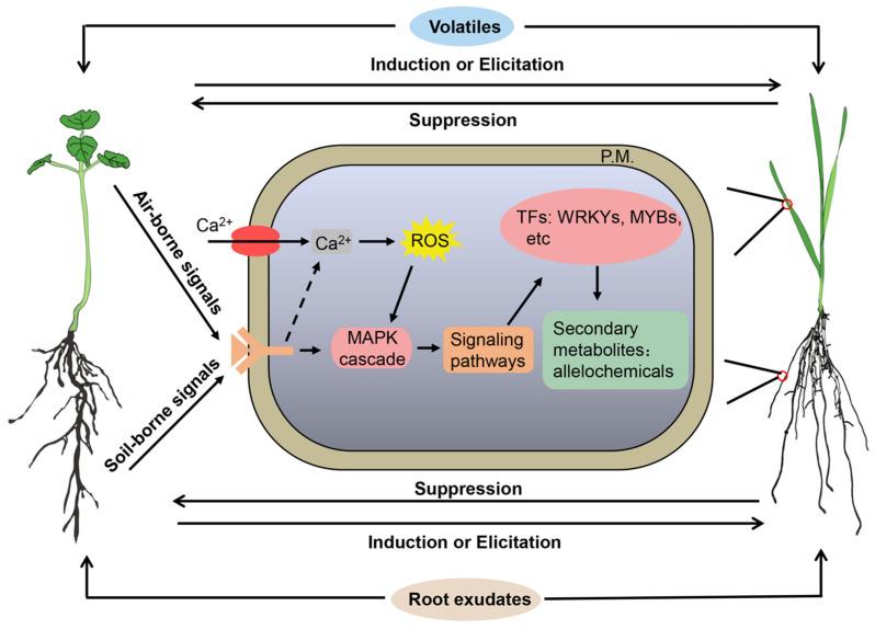 https://cdn.ncbi.nlm.nih.gov/pmc/blobs/666c/10934397/fbcfaa95aa13/plants-13-00626-g003.jpg