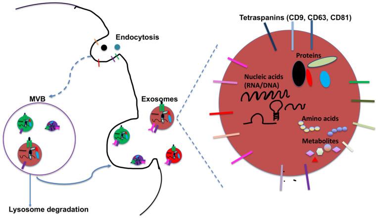 https://cdn.ncbi.nlm.nih.gov/pmc/blobs/6691/8345209/dd6fe7f8f19a/cancers-13-03667-g001.jpg
