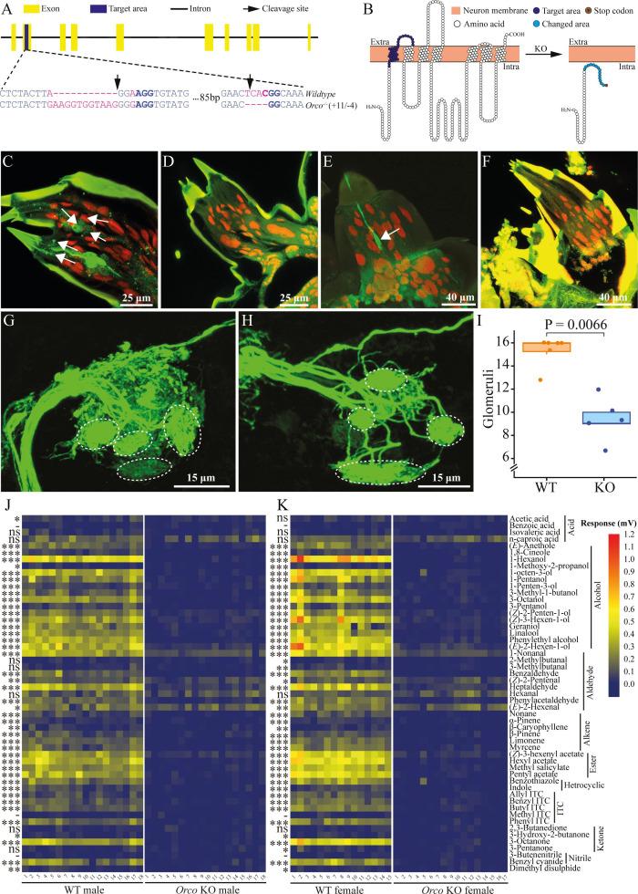 https://cdn.ncbi.nlm.nih.gov/pmc/blobs/6695/12316457/0cdde56d1faf/elife-105585-fig1.jpg
