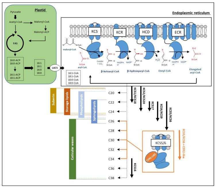 https://cdn.ncbi.nlm.nih.gov/pmc/blobs/66a2/8224384/77243750047a/cells-10-01284-g002.jpg