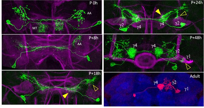 https://cdn.ncbi.nlm.nih.gov/pmc/blobs/66c9/9984194/130a17d39d78/elife-80594-fig6-figsupp2.jpg