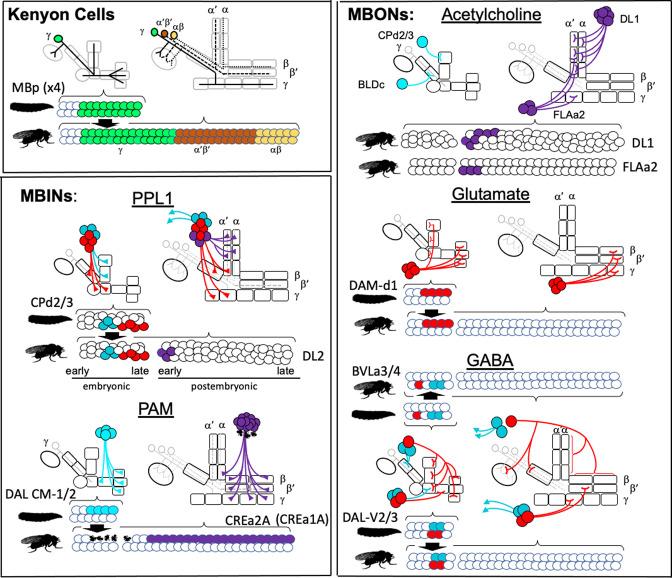 https://cdn.ncbi.nlm.nih.gov/pmc/blobs/66c9/9984194/1c16c59798ea/elife-80594-fig11.jpg