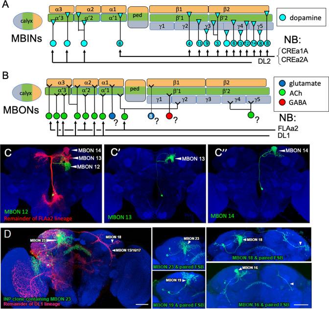 https://cdn.ncbi.nlm.nih.gov/pmc/blobs/66c9/9984194/39a8f010fdc8/elife-80594-fig8.jpg
