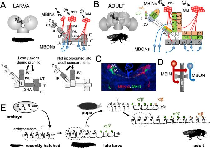 https://cdn.ncbi.nlm.nih.gov/pmc/blobs/66c9/9984194/4984f7b96fb0/elife-80594-fig2.jpg