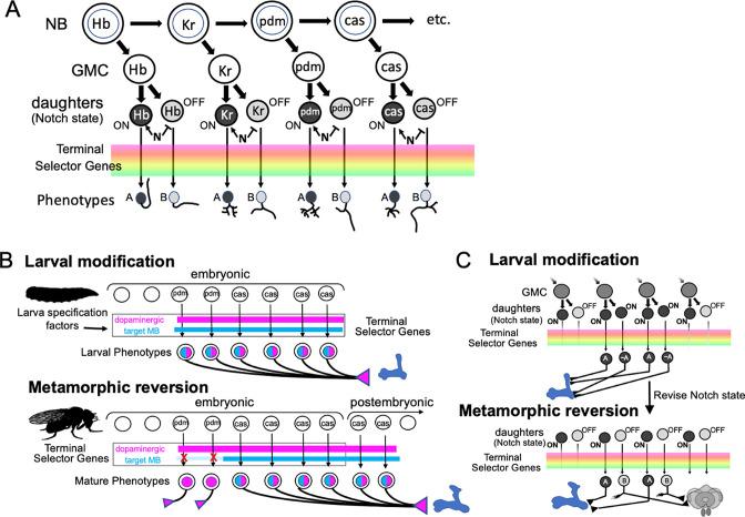 https://cdn.ncbi.nlm.nih.gov/pmc/blobs/66c9/9984194/5f68113e5843/elife-80594-fig12.jpg