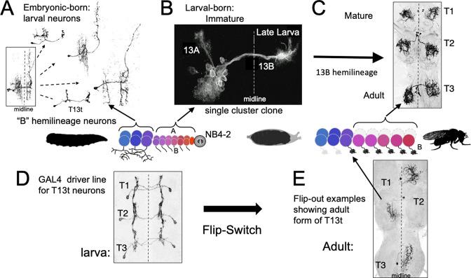 https://cdn.ncbi.nlm.nih.gov/pmc/blobs/66c9/9984194/61819989053f/elife-80594-fig7.jpg