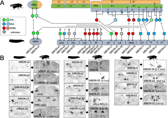 https://cdn.ncbi.nlm.nih.gov/pmc/blobs/66c9/9984194/8017f270cb1a/elife-80594-fig4.jpg