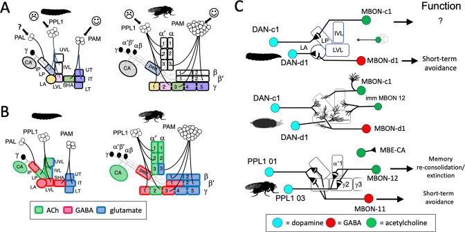 https://cdn.ncbi.nlm.nih.gov/pmc/blobs/66c9/9984194/f9f1331fbad9/elife-80594-fig9.jpg