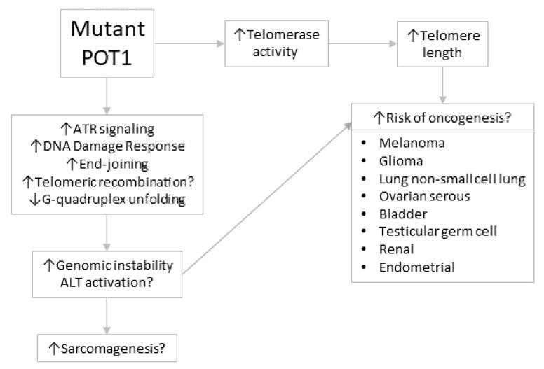 https://cdn.ncbi.nlm.nih.gov/pmc/blobs/66d3/7598640/2560cc0d8dda/cancers-12-02739-g003.jpg