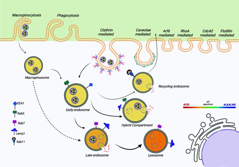 https://cdn.ncbi.nlm.nih.gov/pmc/blobs/66ef/10945858/177e4d59f2f6/pnas.2307800120fig03.jpg