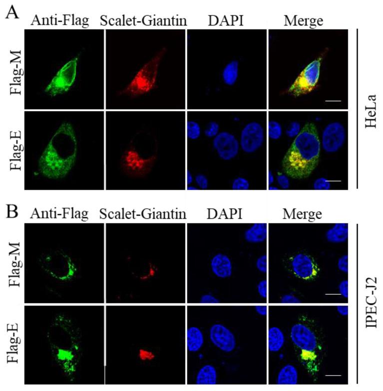 https://cdn.ncbi.nlm.nih.gov/pmc/blobs/6701/9781403/e0724696b4e4/pathogens-11-01555-g003.jpg