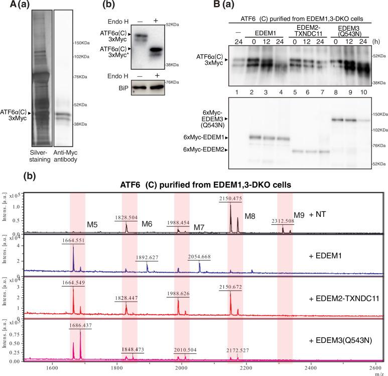 https://cdn.ncbi.nlm.nih.gov/pmc/blobs/670c/8570694/061635ba9da8/elife-70357-fig7.jpg