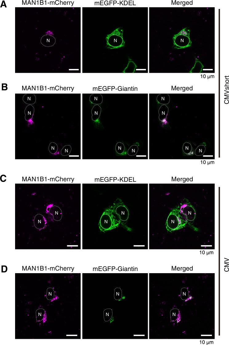 https://cdn.ncbi.nlm.nih.gov/pmc/blobs/670c/8570694/9ed42d4bf286/elife-70357-fig3.jpg