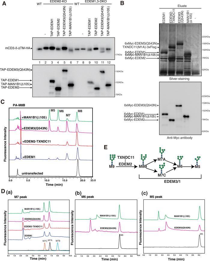 https://cdn.ncbi.nlm.nih.gov/pmc/blobs/670c/8570694/d3cfe8a0a001/elife-70357-fig5.jpg