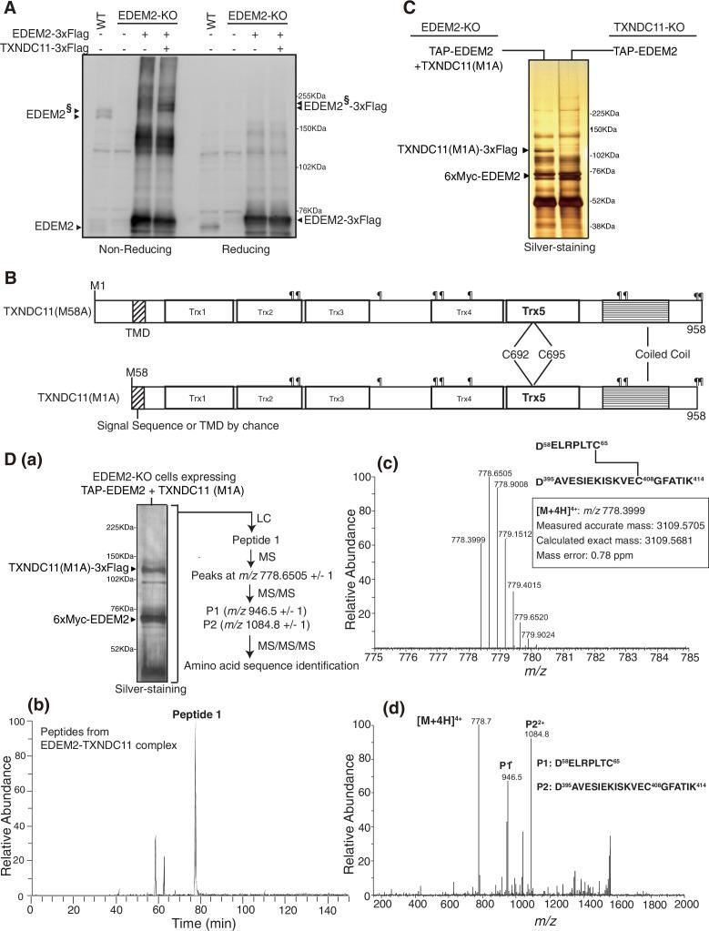 https://cdn.ncbi.nlm.nih.gov/pmc/blobs/670c/8570694/ef7662b93ad8/elife-70357-fig1.jpg