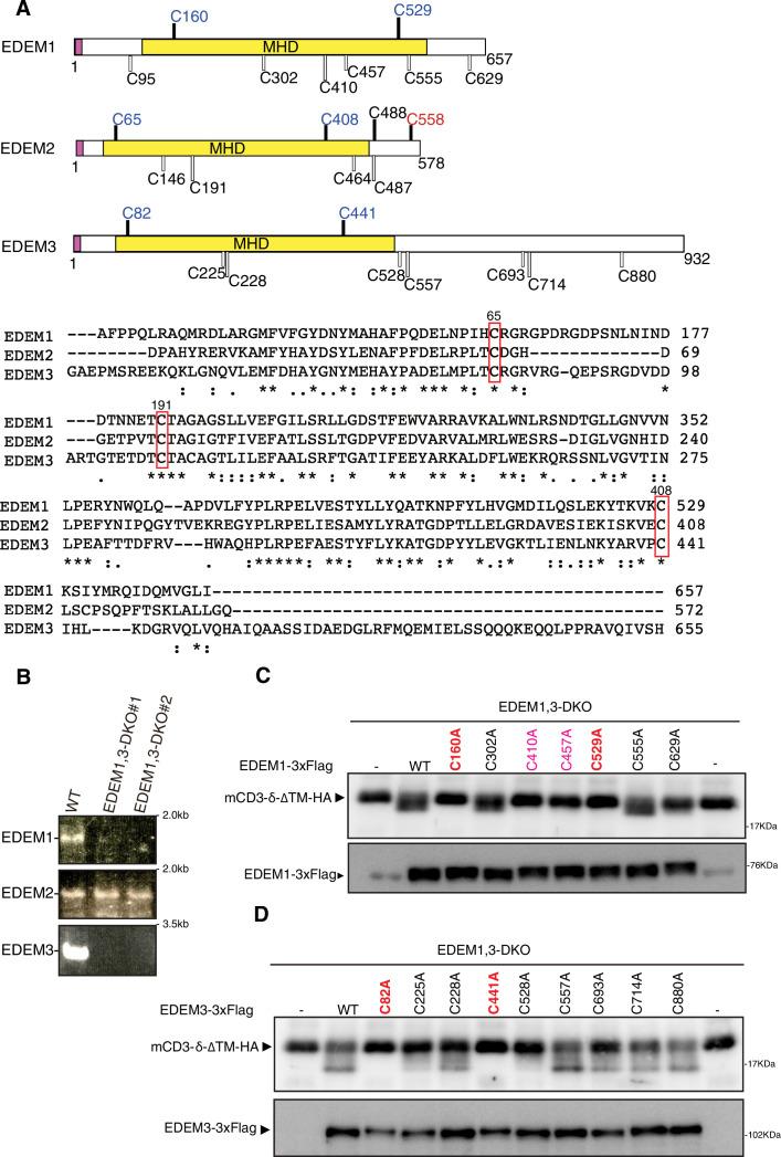 https://cdn.ncbi.nlm.nih.gov/pmc/blobs/670c/8570694/f23d61d03c58/elife-70357-fig2.jpg