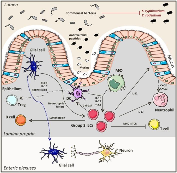 https://cdn.ncbi.nlm.nih.gov/pmc/blobs/6738/6460375/3da6393da170/fimmu-10-00676-g0002.jpg