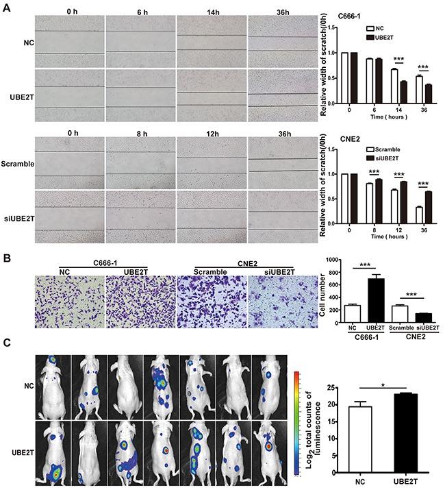 https://cdn.ncbi.nlm.nih.gov/pmc/blobs/6753/4924777/64e23fde24b0/oncotarget-07-15161-g003.jpg