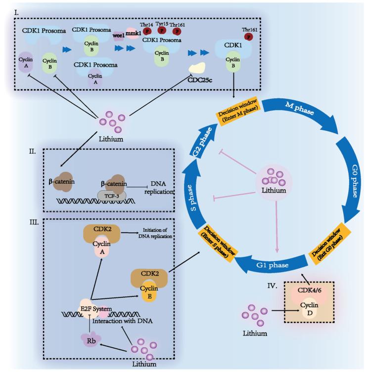 https://cdn.ncbi.nlm.nih.gov/pmc/blobs/6777/9954674/22a1b9219511/cancers-15-01095-g002.jpg