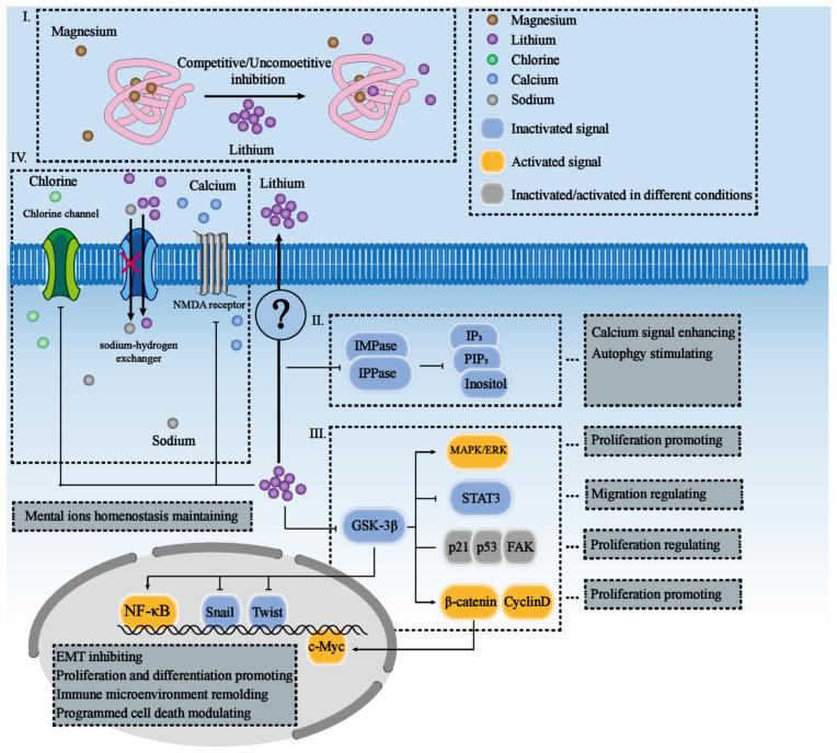 https://cdn.ncbi.nlm.nih.gov/pmc/blobs/6777/9954674/35fcc24f5f92/cancers-15-01095-g001.jpg