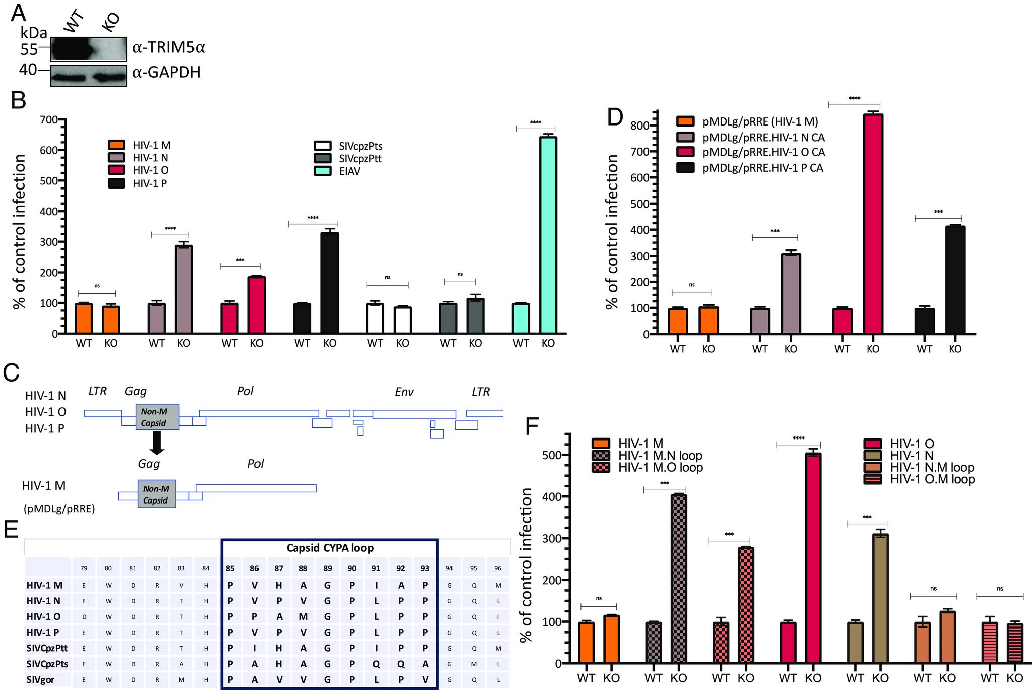 https://cdn.ncbi.nlm.nih.gov/pmc/blobs/6786/10691330/5b55dde521ff/pnas.2306374120fig01.jpg