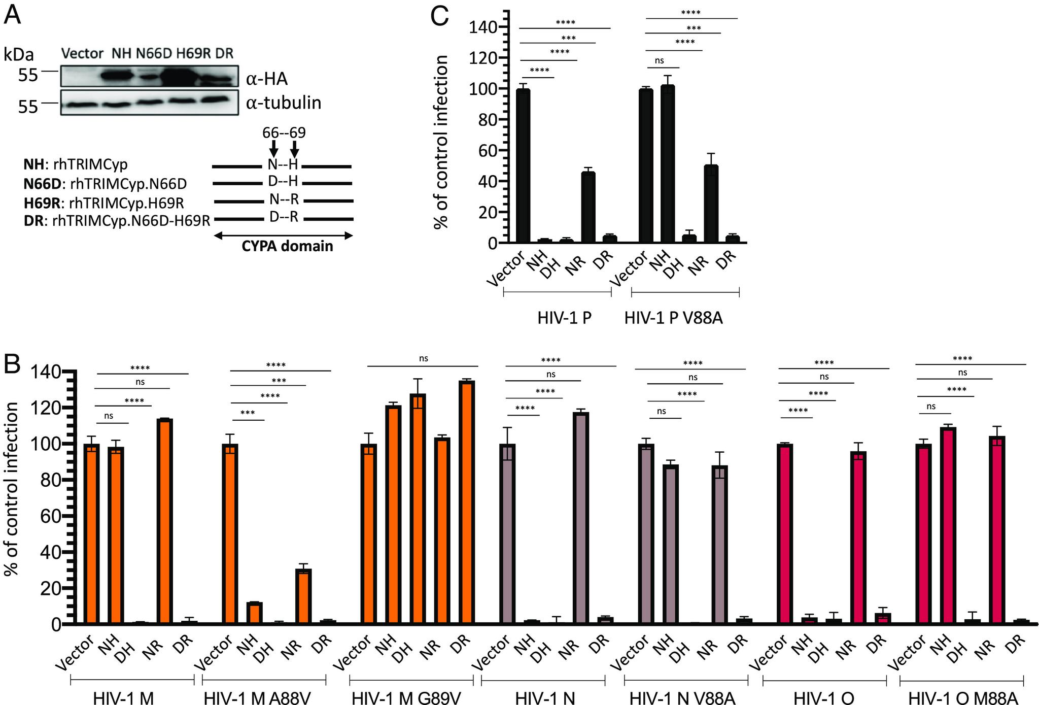 https://cdn.ncbi.nlm.nih.gov/pmc/blobs/6786/10691330/b6cd14052adb/pnas.2306374120fig04.jpg
