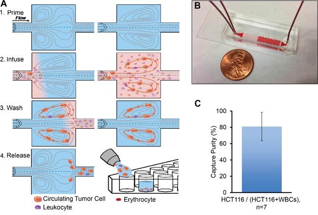 https://cdn.ncbi.nlm.nih.gov/pmc/blobs/6789/5356741/a1eec391662a/oncotarget-07-85349-g002.jpg