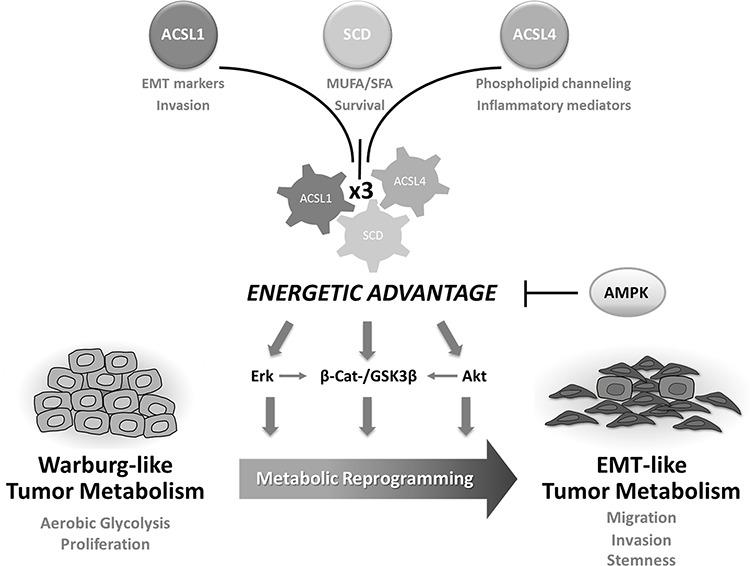 https://cdn.ncbi.nlm.nih.gov/pmc/blobs/67a2/4770732/7bd622113994/oncotarget-06-38719-g006.jpg