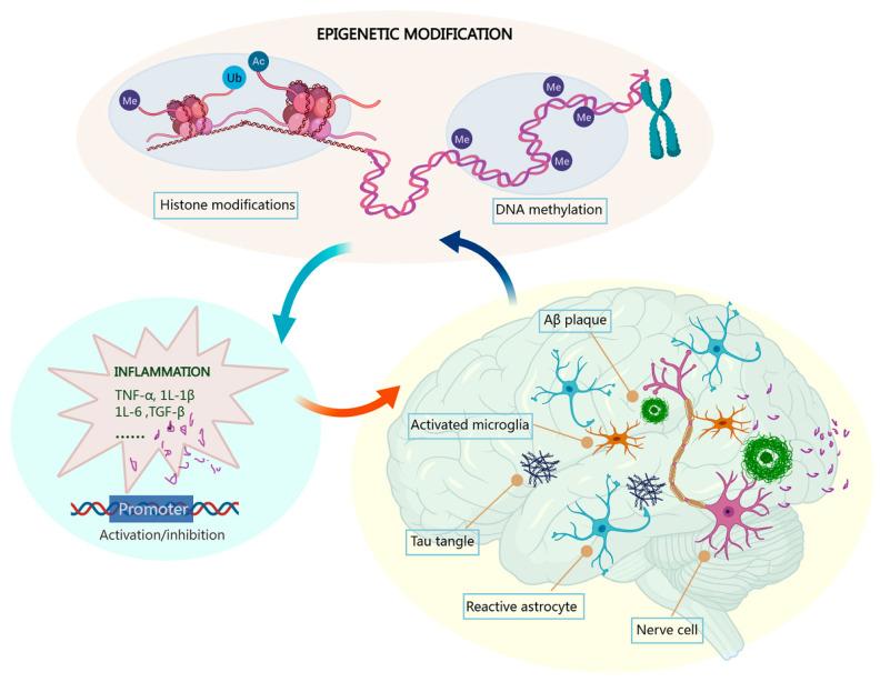 https://cdn.ncbi.nlm.nih.gov/pmc/blobs/67b6/10778497/76649a51f0ed/cells-13-00079-g001.jpg