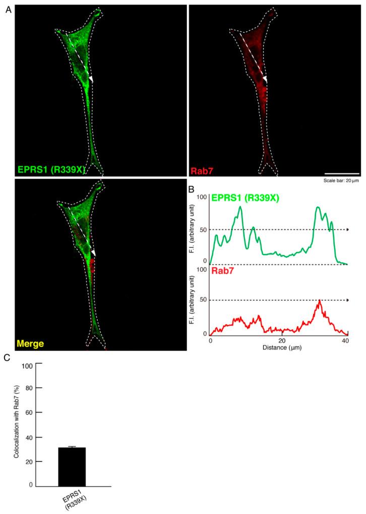 https://cdn.ncbi.nlm.nih.gov/pmc/blobs/67e0/8037150/23699565f759/polymers-13-01074-g005.jpg