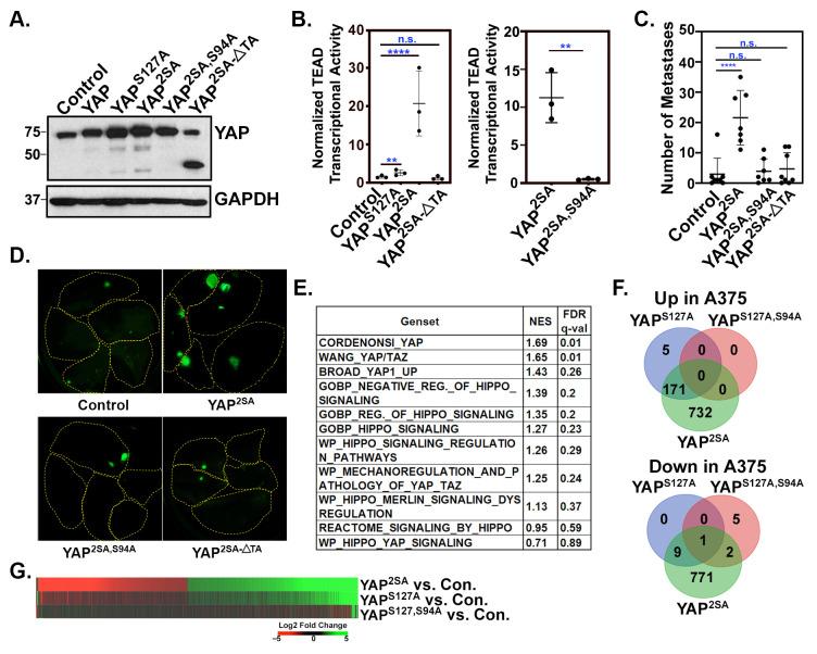 https://cdn.ncbi.nlm.nih.gov/pmc/blobs/67f8/10930532/8cfa754e54d7/cancers-16-00852-g001.jpg