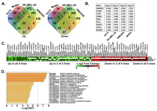 https://cdn.ncbi.nlm.nih.gov/pmc/blobs/67f8/10930532/ae1114508ebd/cancers-16-00852-g002.jpg
