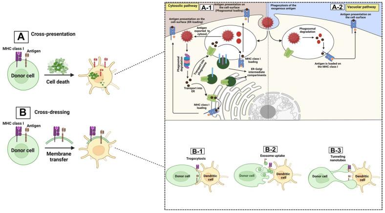 https://cdn.ncbi.nlm.nih.gov/pmc/blobs/6821/11048403/21bd92696bfa/biomolecules-14-00503-g001.jpg