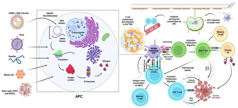 https://cdn.ncbi.nlm.nih.gov/pmc/blobs/6821/11048403/81141e023389/biomolecules-14-00503-g004.jpg