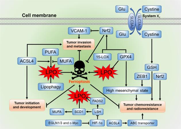 https://cdn.ncbi.nlm.nih.gov/pmc/blobs/682c/7327075/67ae1e134a79/41392_2020_216_Fig2_HTML.jpg