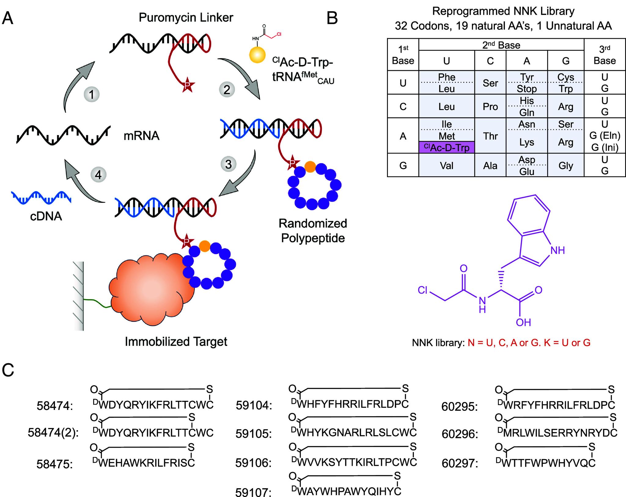 https://cdn.ncbi.nlm.nih.gov/pmc/blobs/6838/11126973/b6492776dff5/pnas.2322923121fig01.jpg