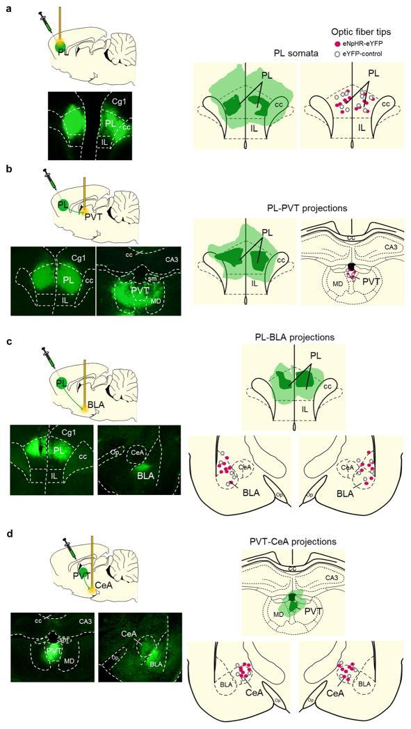 https://cdn.ncbi.nlm.nih.gov/pmc/blobs/688c/4376623/53a1e89b36ff/nihms640087f10.jpg