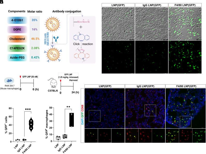 https://cdn.ncbi.nlm.nih.gov/pmc/blobs/68d0/10873611/a5d1236f3e46/pnas.2314747121fig03.jpg