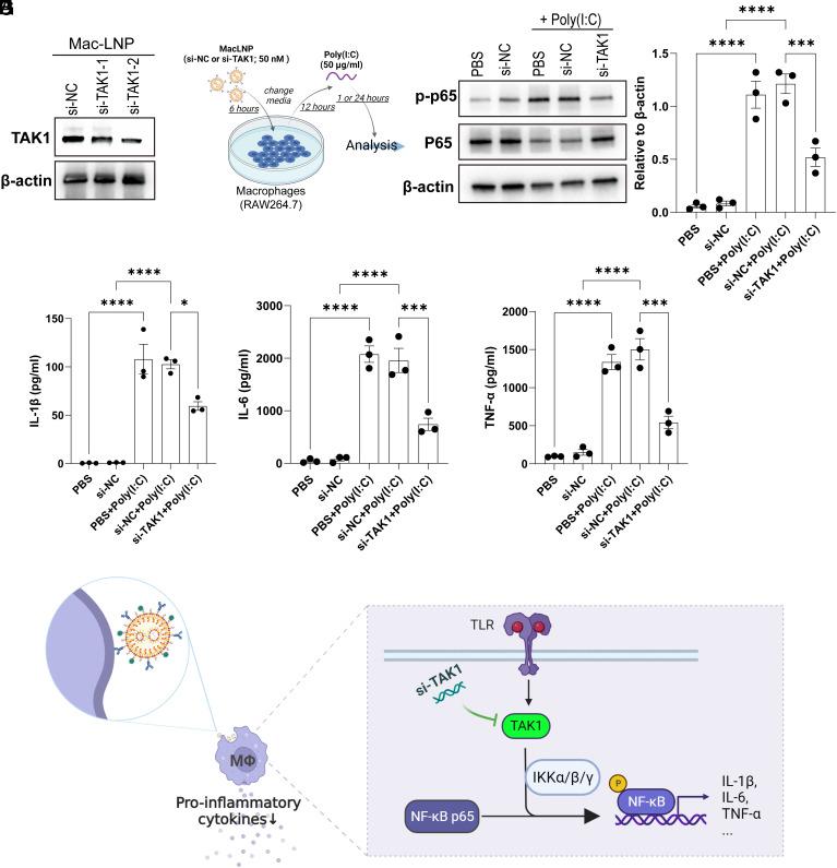 https://cdn.ncbi.nlm.nih.gov/pmc/blobs/68d0/10873611/c3a1cd76c8d2/pnas.2314747121fig04.jpg